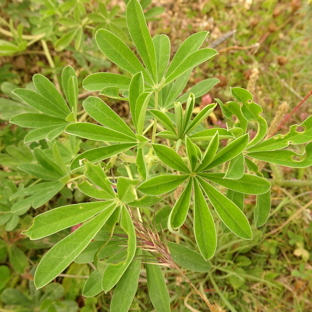 Lupinus nootkatensis 23-Jul-19 _ 13_51_26