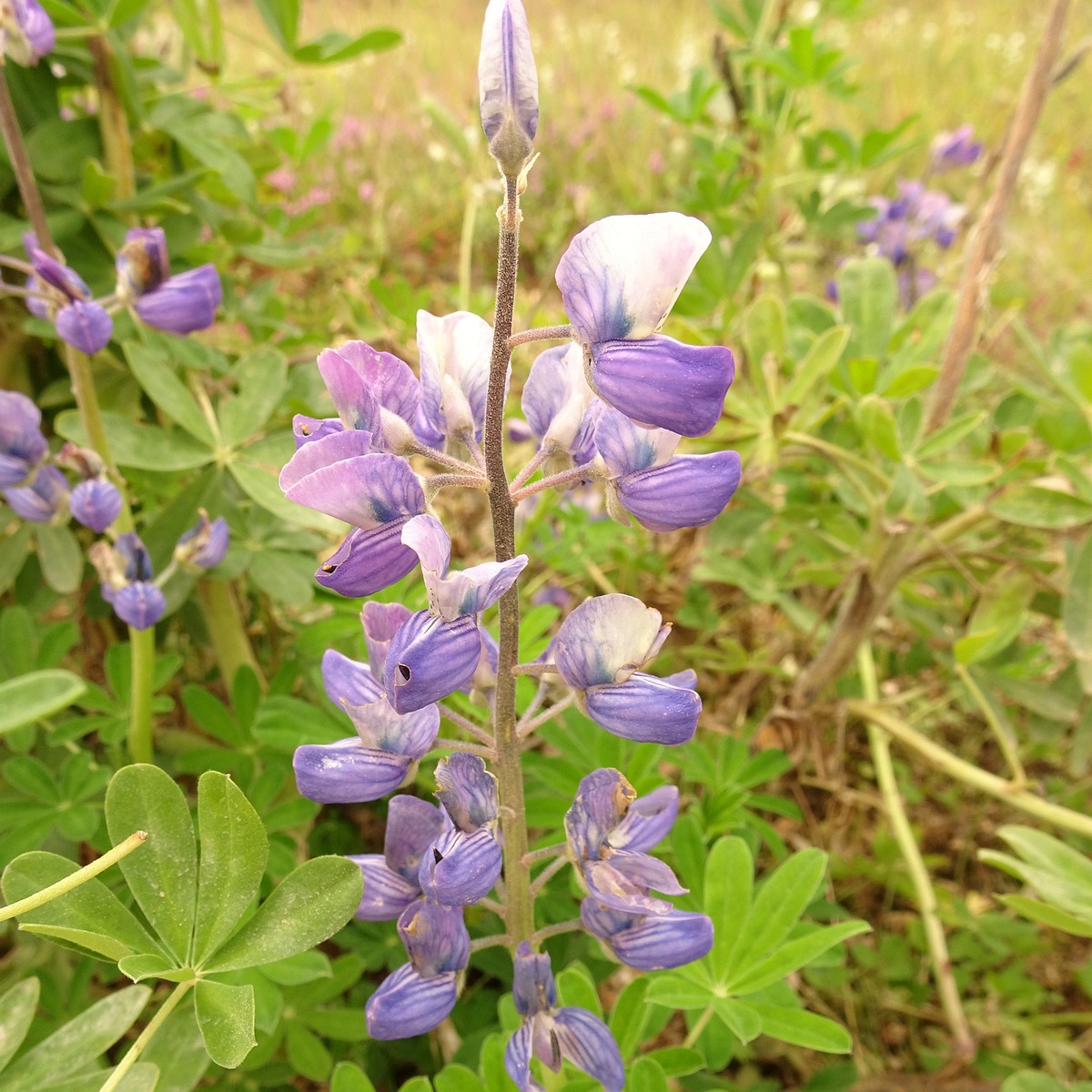 Lupinus nootkatensis 23-Jul-19 _ 13_51_30