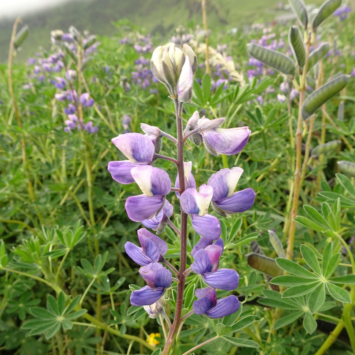 Lupinus nootkatensis 25-Jul-19 _ 14_55_10