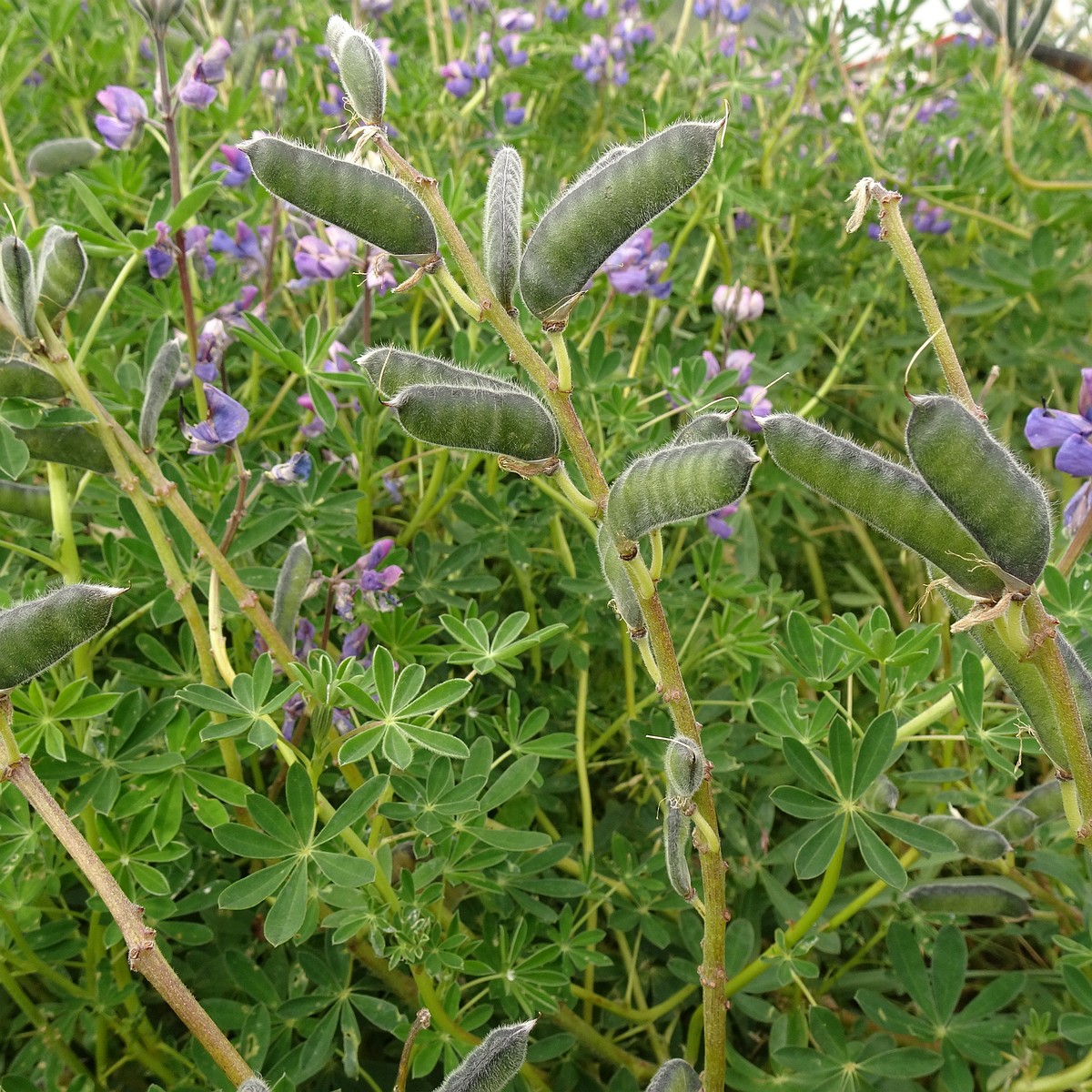 Lupinus nootkatensis 25-Jul-19 _ 14_55_22