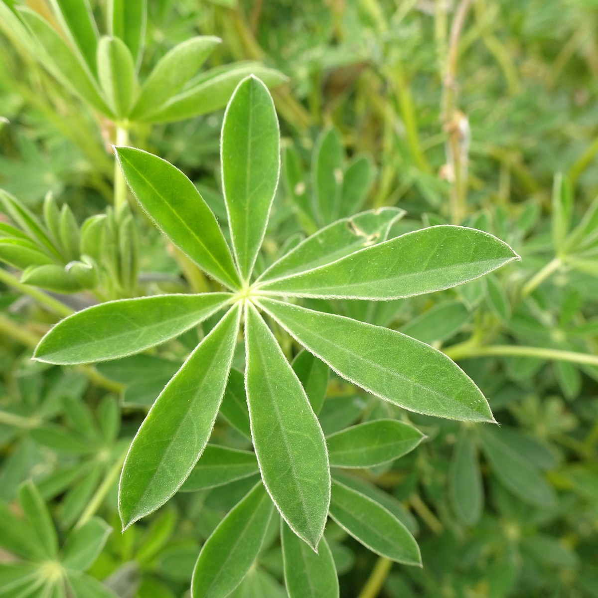 Lupinus nootkatensis 25-Jul-19 _ 14_55_30