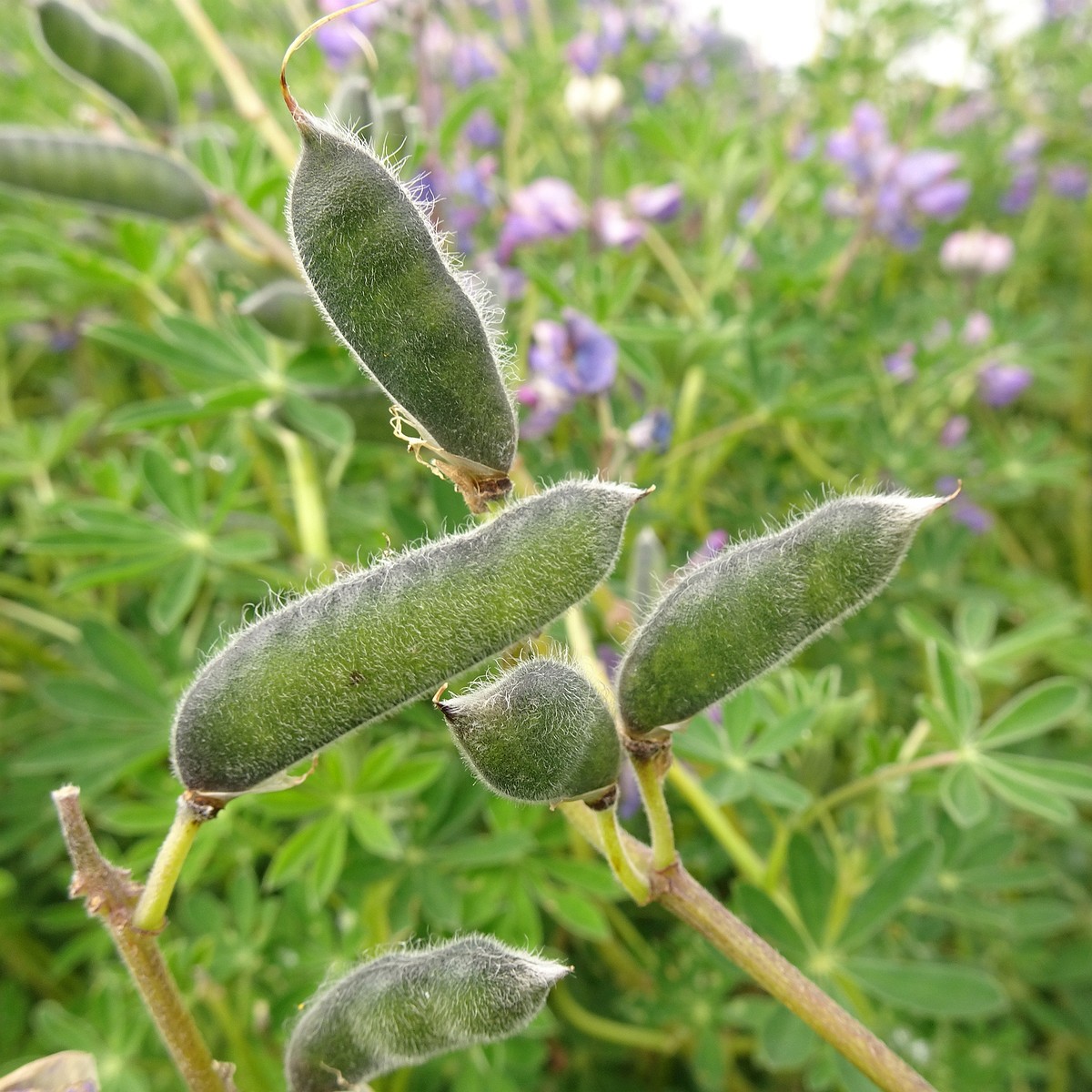 Lupinus nootkatensis 25-Jul-19 _ 14_55_40