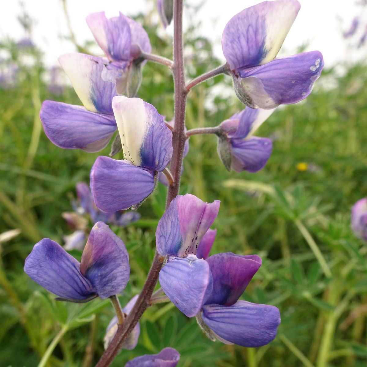 Lupinus nootkatensis 25-Jul-19 _ 14_56_04