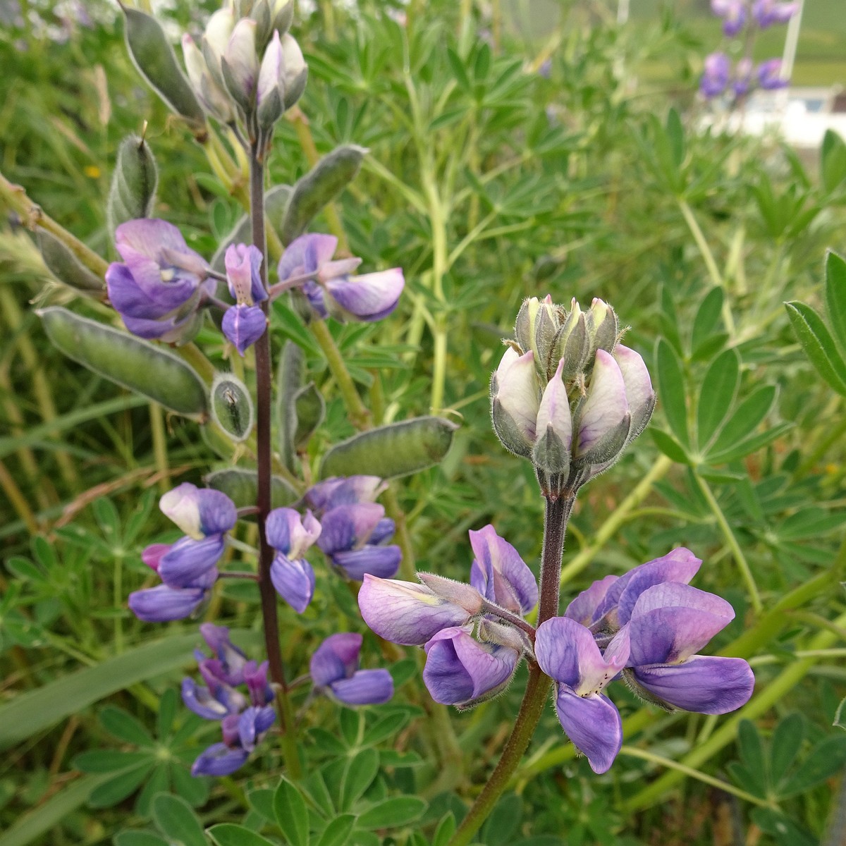 Lupinus nootkatensis 25-Jul-19 _ 14_56_08