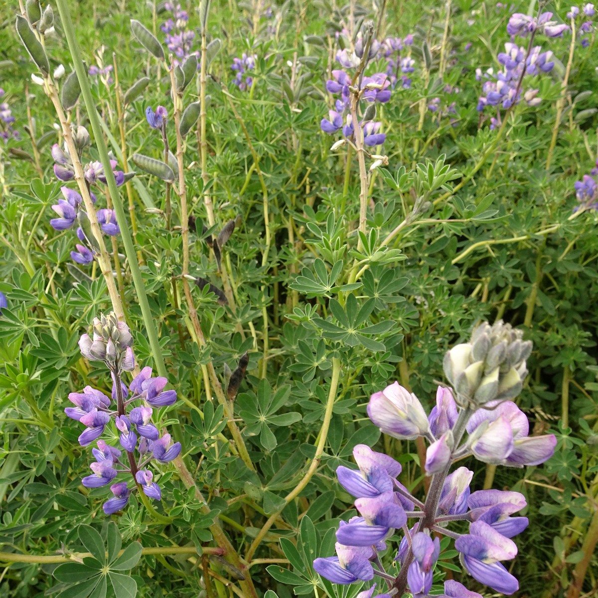 Lupinus nootkatensis 25-Jul-19 _ 14_56_22