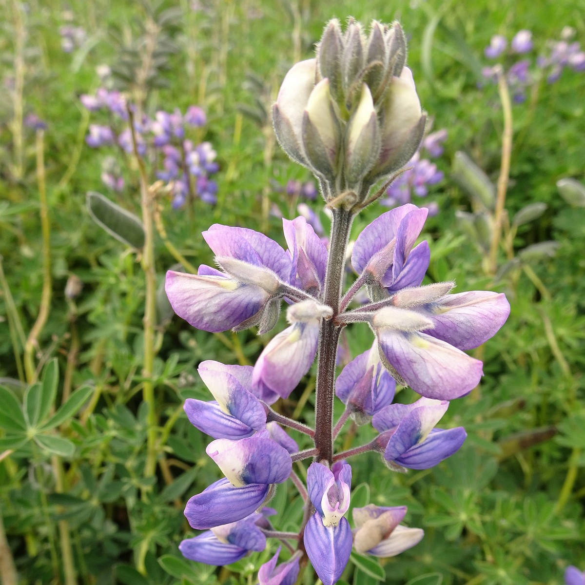 Lupinus nootkatensis 25-Jul-19 _ 14_56_30