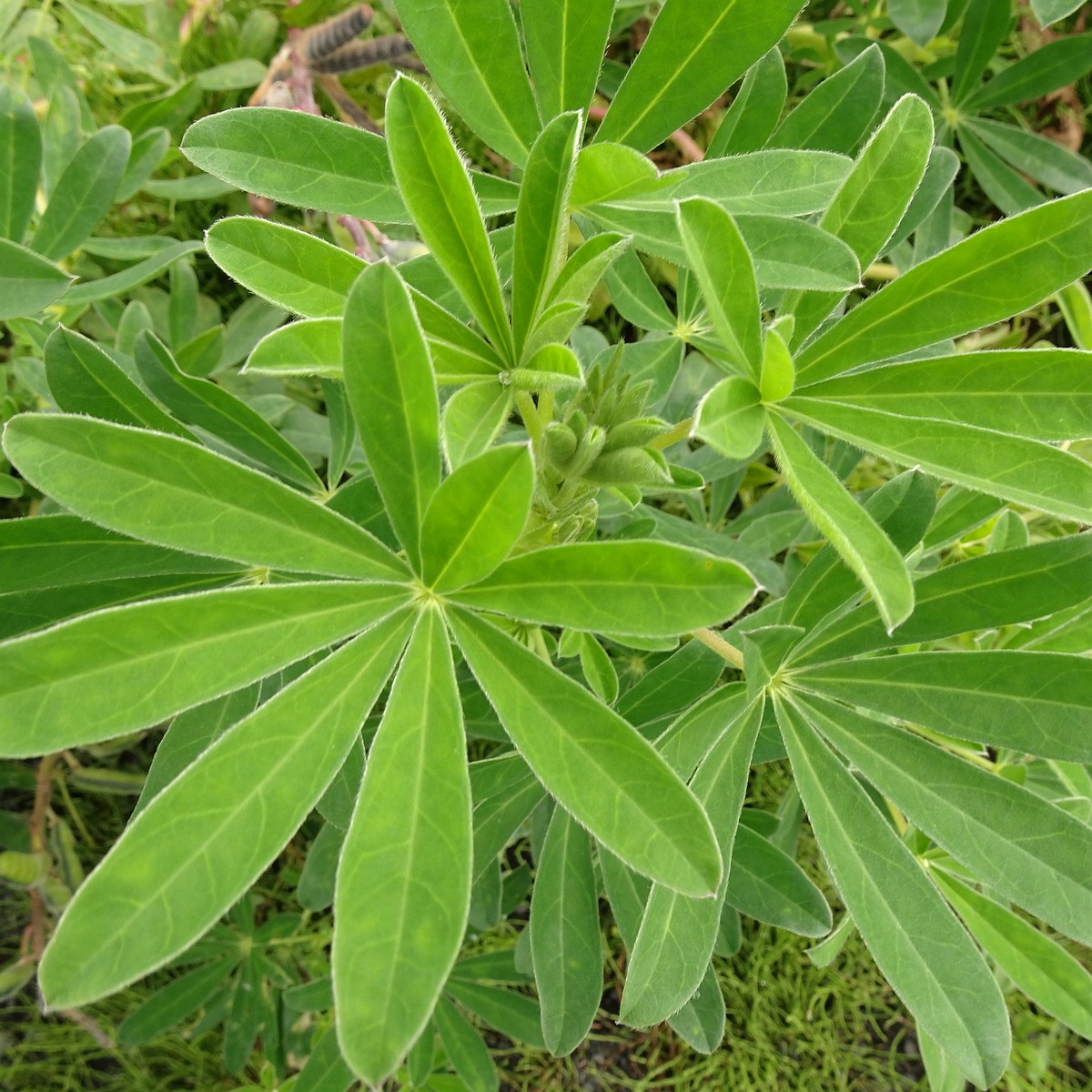 Lupinus nootkatensis 25-Jul-19 _ 14_58_42