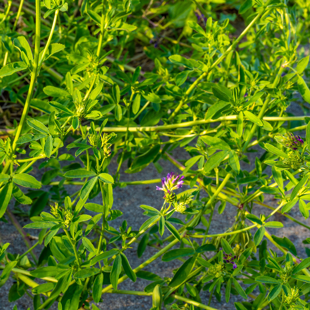 kiikri_old_deserted_grassland-26