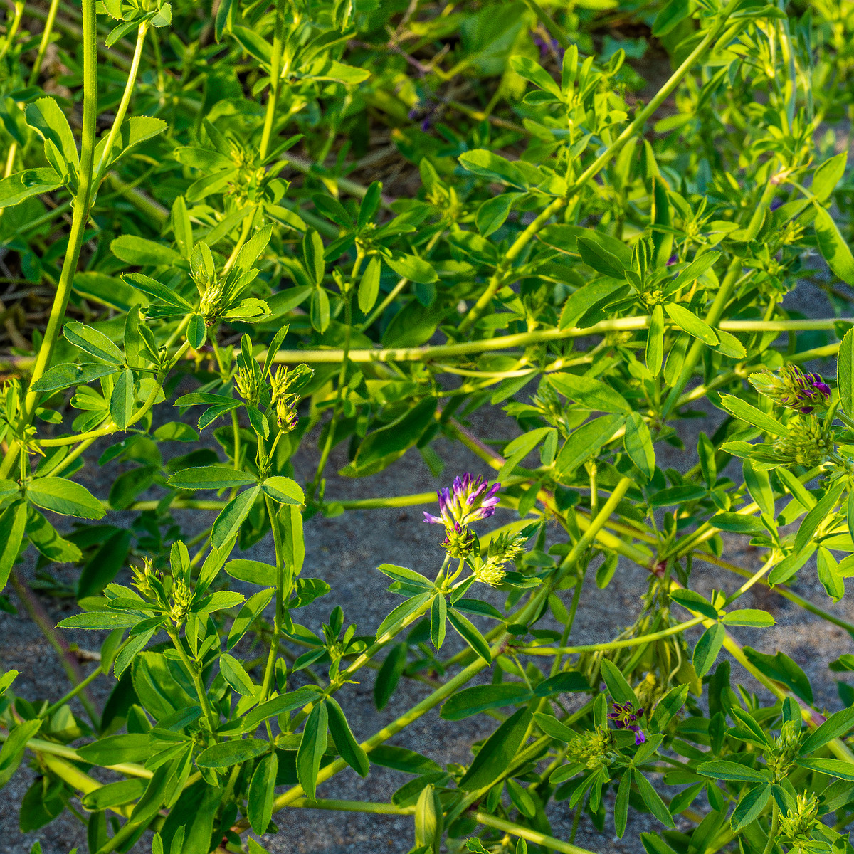 kiikri_old_deserted_grassland-27