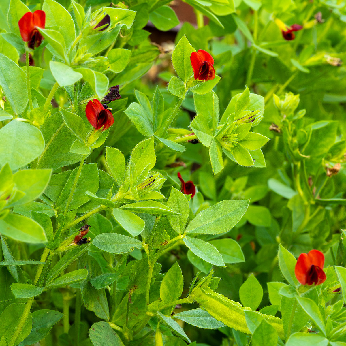 botanical_garden_tallinn_agricultural_plants-48