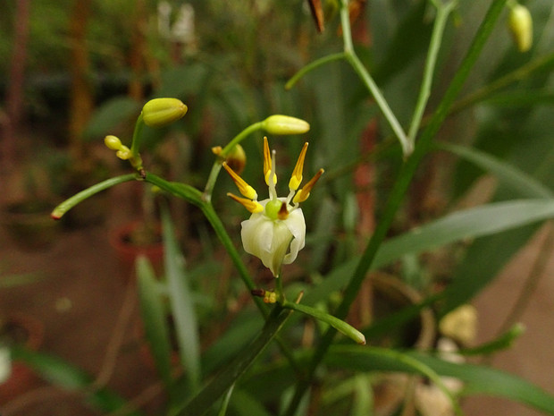 Акация длиннолистная - Acacia longifolia