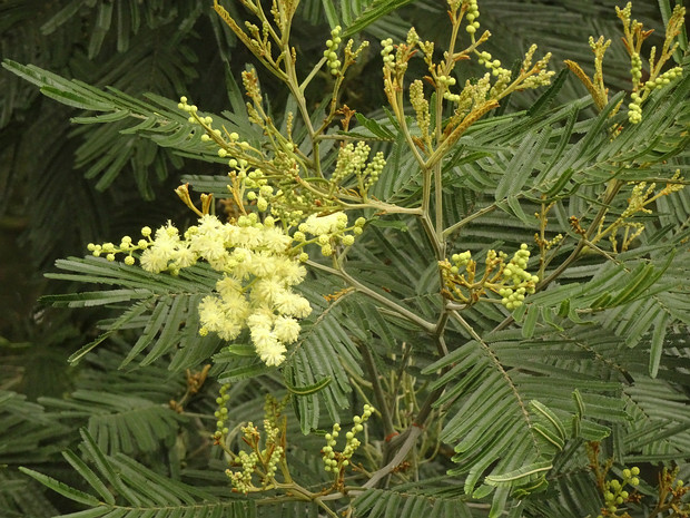 Акация черноствольная - Acacia mearnsii