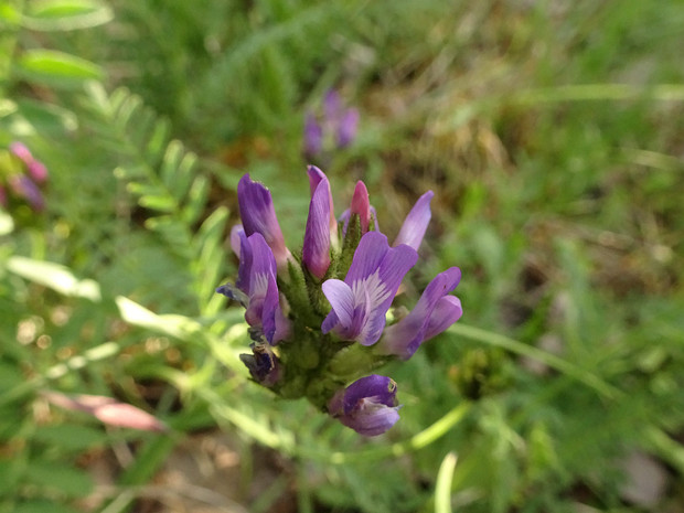 Астрагал датский - Astragalus danicus