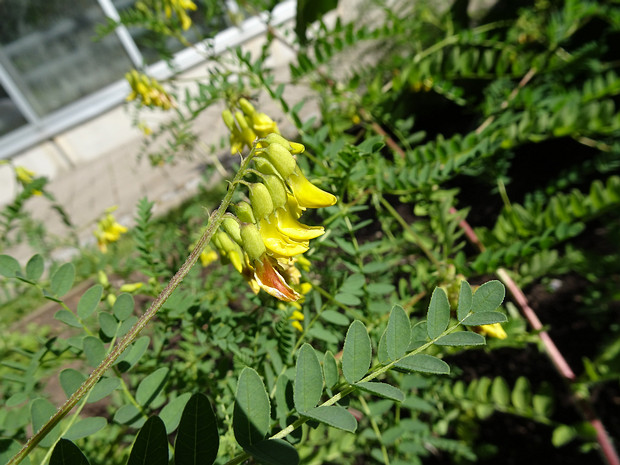 Астрагал перепончатый - Astragalus membranaceus