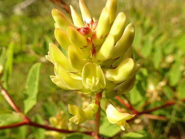 Астрагал солодколистный - Astragalus glycyphyllos