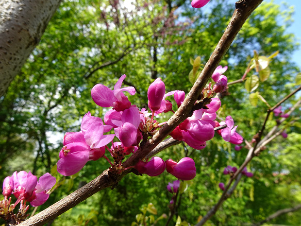 Багрянник европейский - Cercis siliquastrum