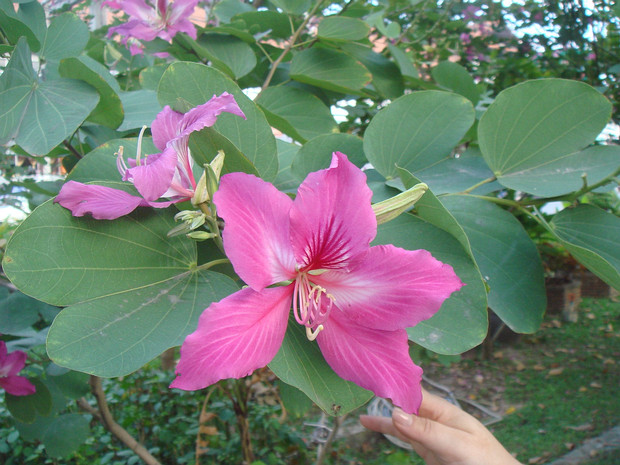 Баухиния Блэйка - Bauhinia blakeana