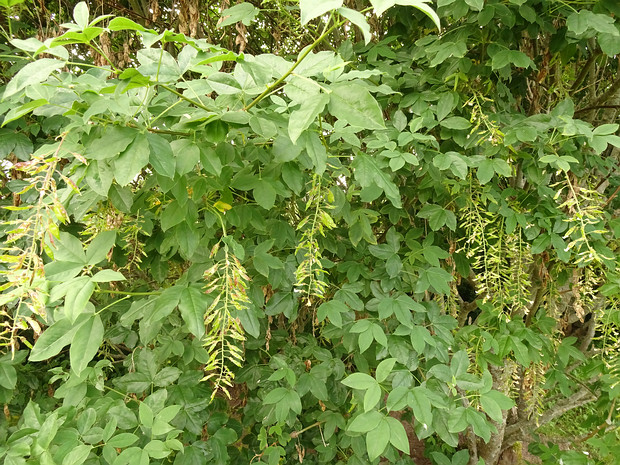 Бобовник альпийский - Laburnum alpinum