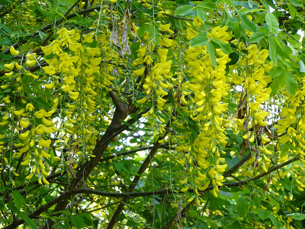 Бобовник анагировидный - Laburnum anagyroides