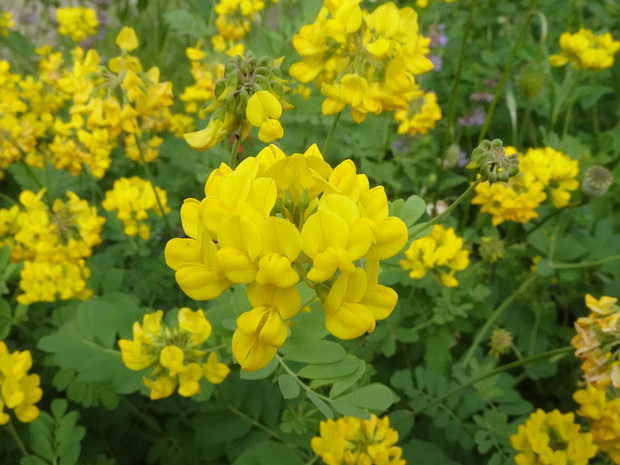 Вязель корончатый - Coronilla coronata