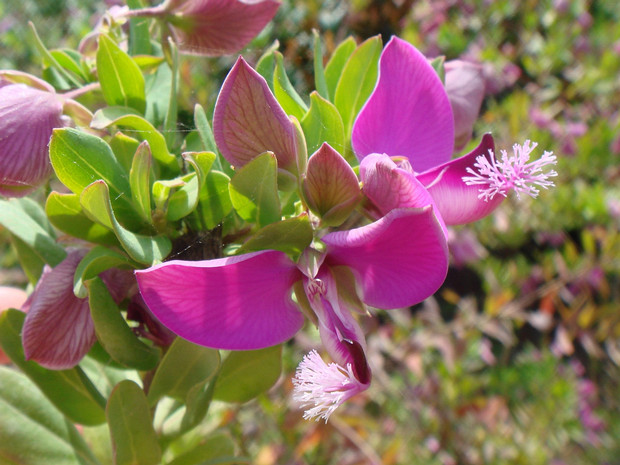 Истод миртолистный - Polygala myrtifolia