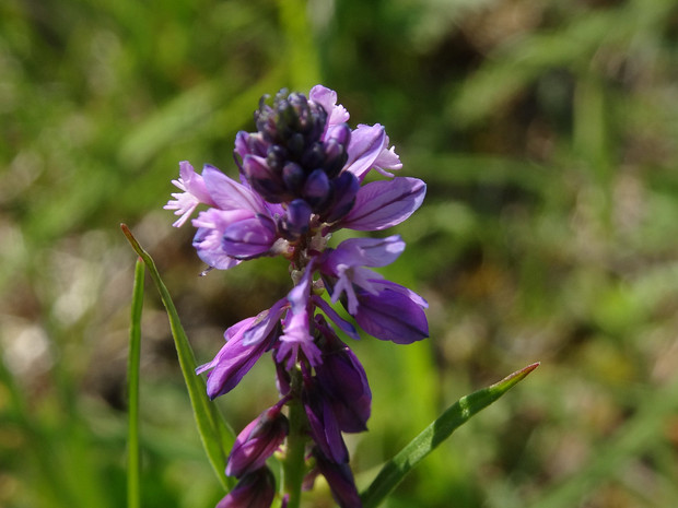 Истод обыкновенный - Polygala vulgaris