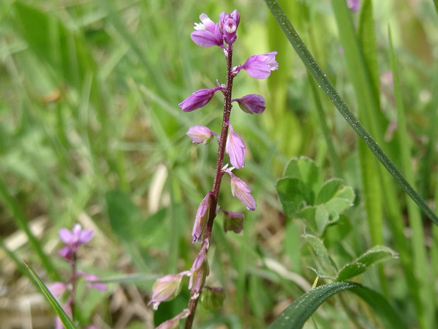 Истод хохлатый - Polygala comosa