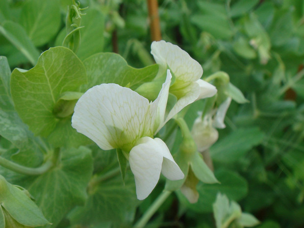 Бобовые - Fabaceae The Fabaceae or Papilionoideae, commonly known as the legume, pea, or bean family, is a large and economically important...