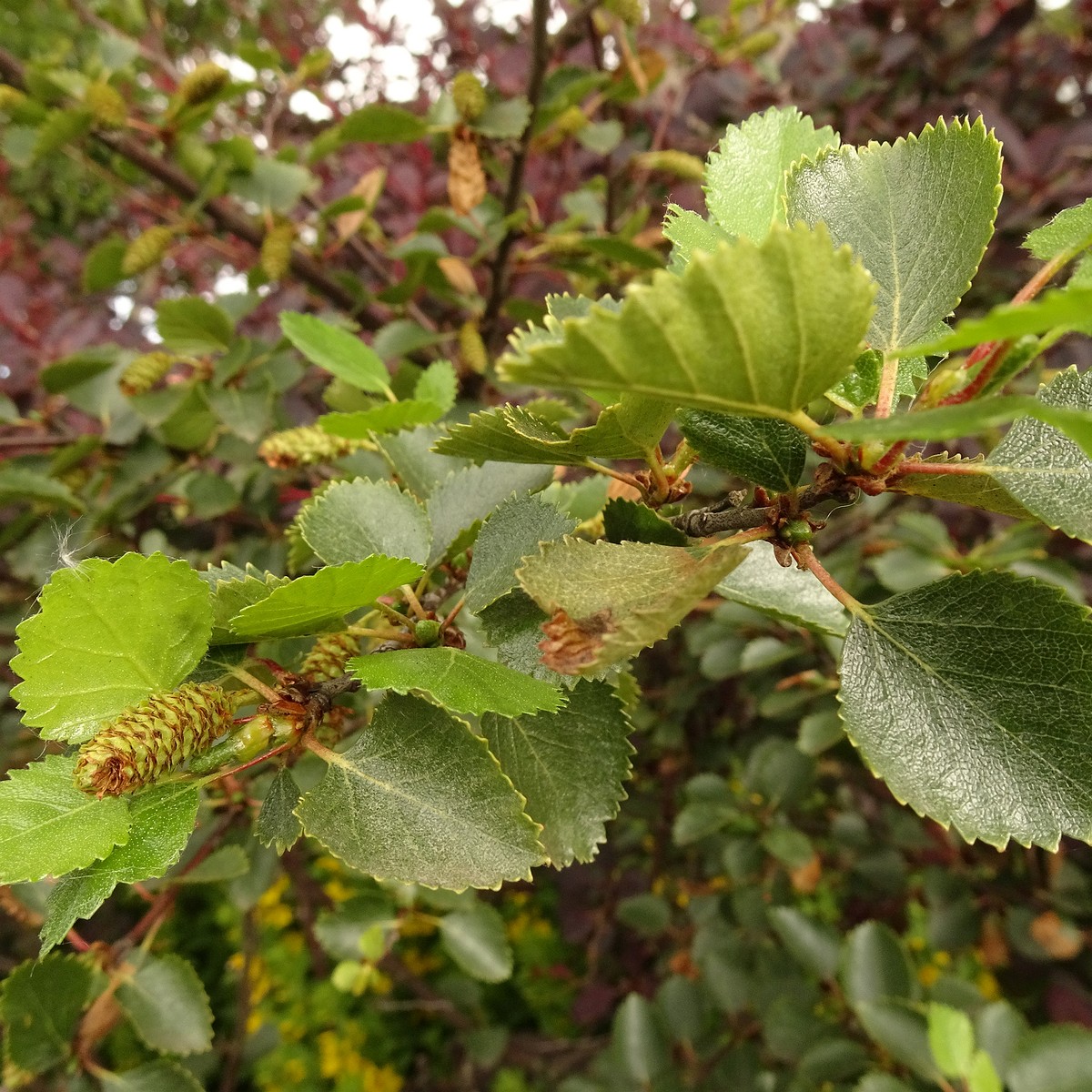 Betula nana 22-Jul-19 _ 11_58_46