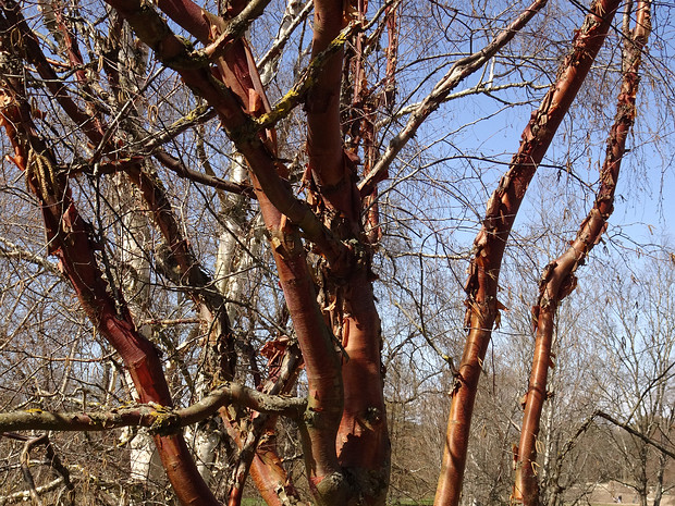 Берёза бело-китайская - Betula albosinensis