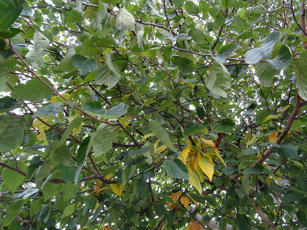 Берёза полезная разн. Жакмона - Betula utilis var. jacquemontii