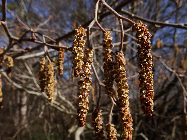 Ольха серая - Alnus incana