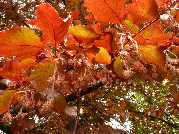 Бук лесной форма пурпурная - Fagus sylvatica f. purpurea