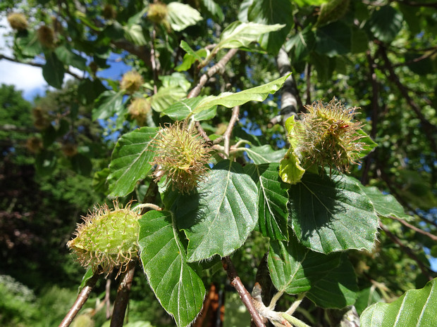 Бук лесной - Fagus sylvatica