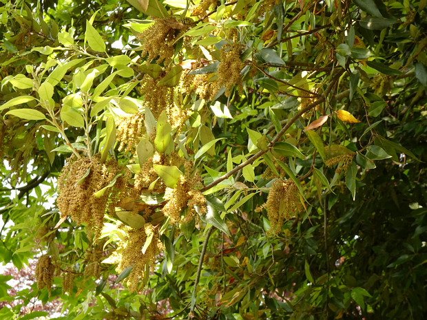 Дуб пробковый - Quercus suber