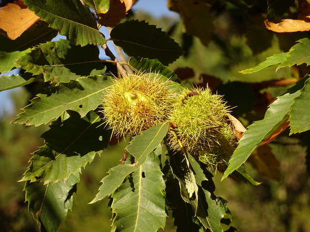 Каштан посевной - Castanea sativa