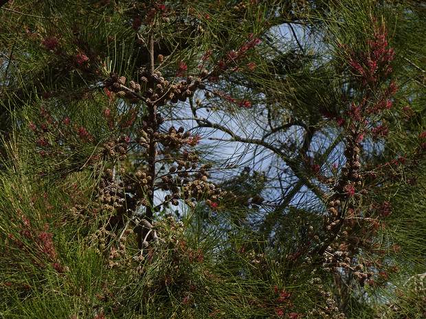 Аллоказуарина мутовчатая - Allocasuarina verticillata