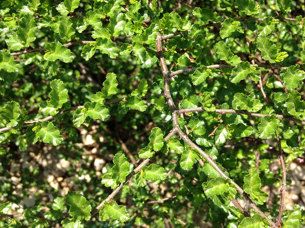 Нотофагус антарктический, Ньире - Nothofagus antarctica