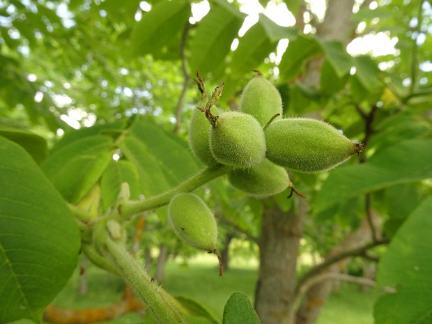 Орех маньчжурский - Juglans mandshurica