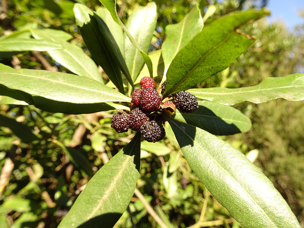 Восковницевые - Myricaceae The Myricaceae are a small family of dicotyledonous shrubs and small trees in the order Fagales. There are three genera...