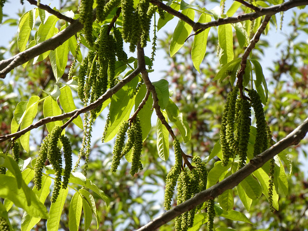 Ореховые - Juglandaceae The Juglandaceae are a family, known as the walnut family, of trees, or sometimes shrubs, in the order Fagales. Various...