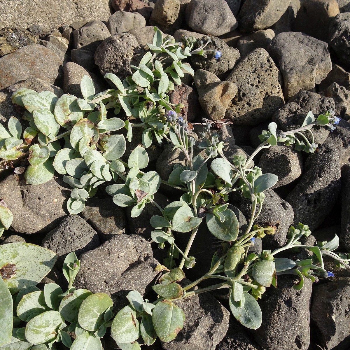 Mertensia maritima 24-Jul-19 _ 11_02_46