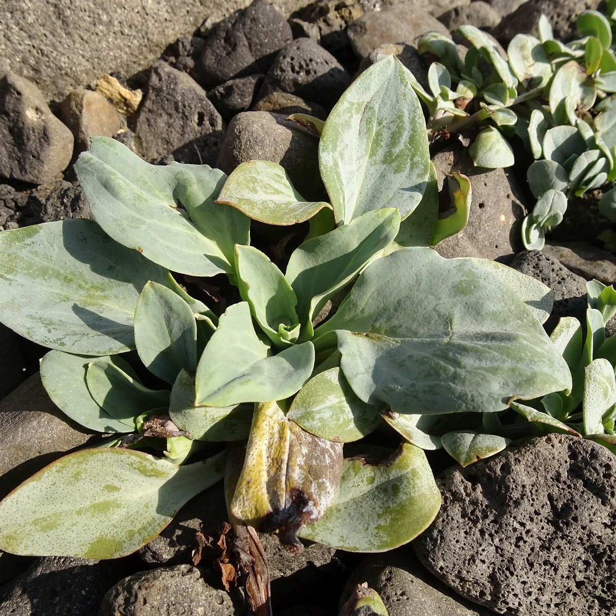 Mertensia maritima 24-Jul-19 _ 11_02_52