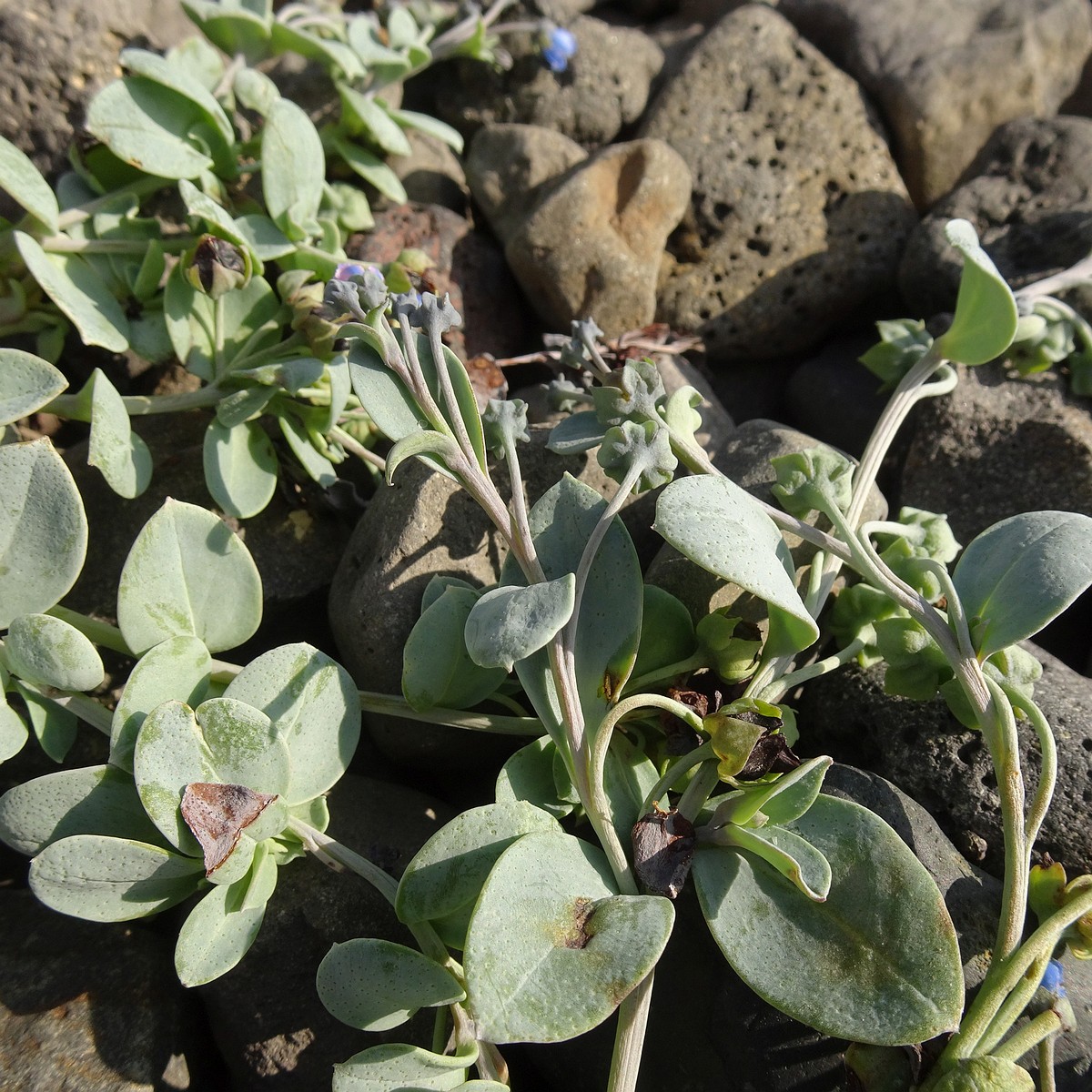 Mertensia maritima 24-Jul-19 _ 11_02_56