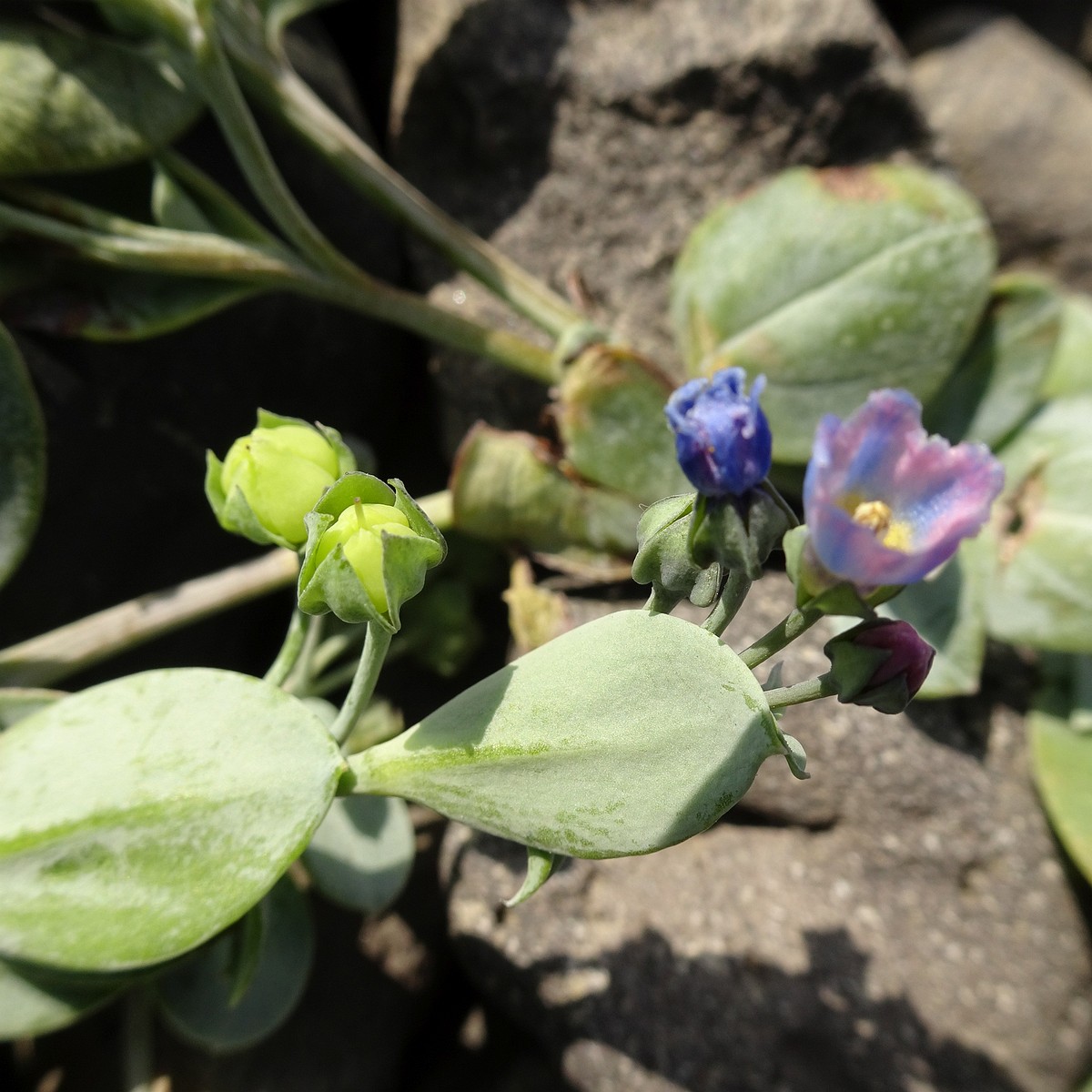 Mertensia maritima 24-Jul-19 _ 11_03_16