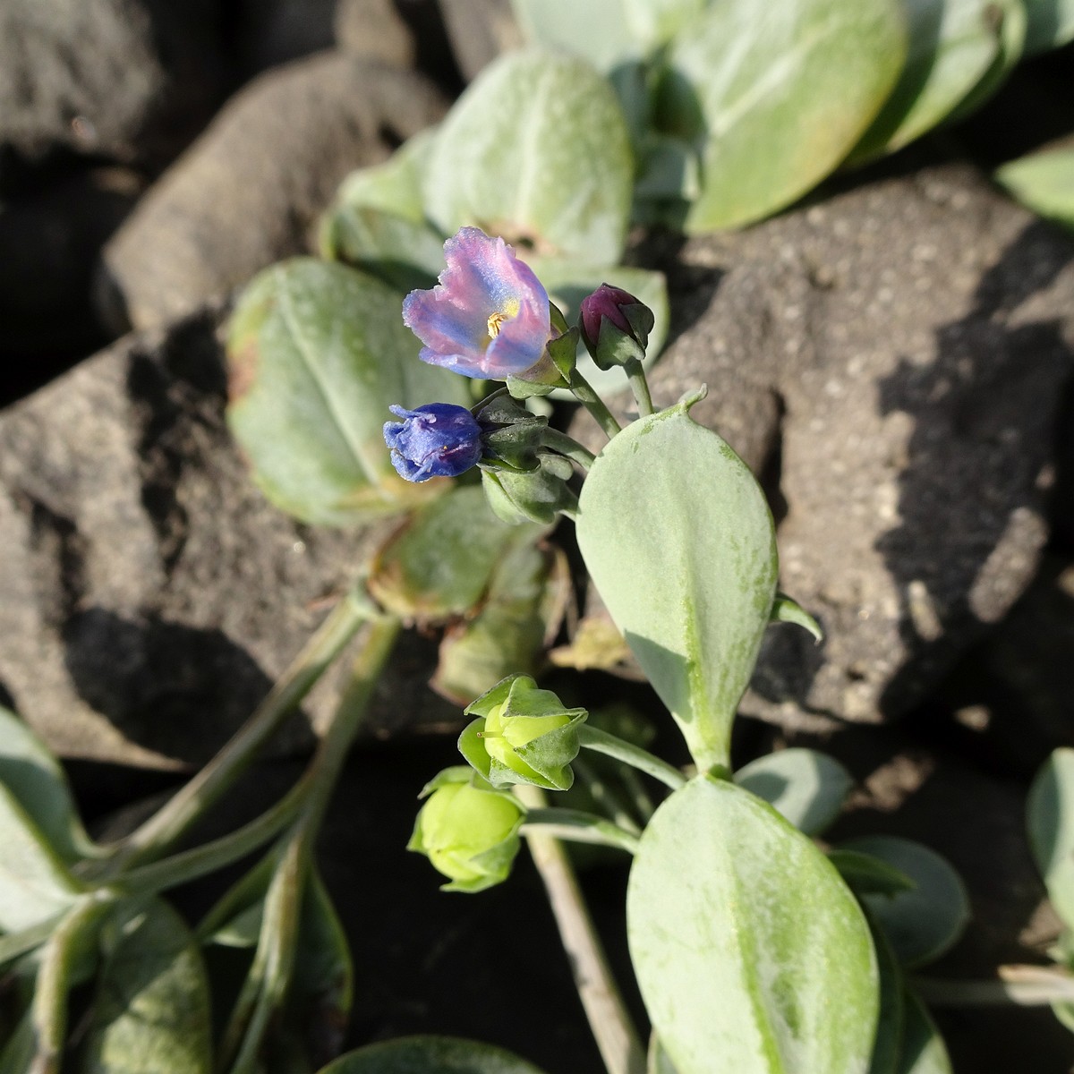 Mertensia maritima 24-Jul-19 _ 11_03_22