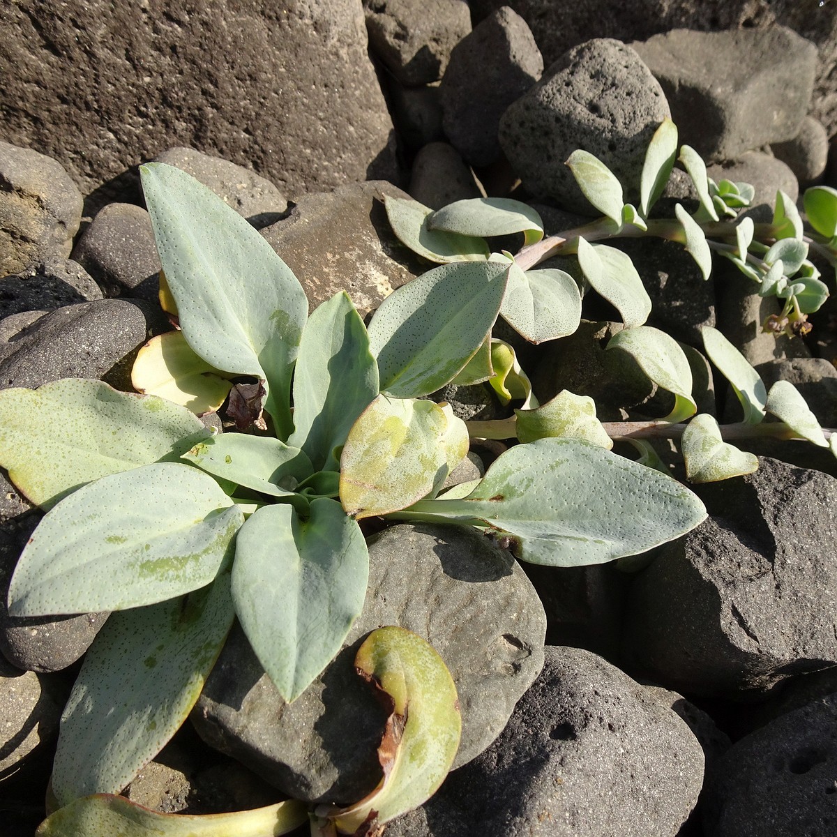 Mertensia maritima 24-Jul-19 _ 11_04_12