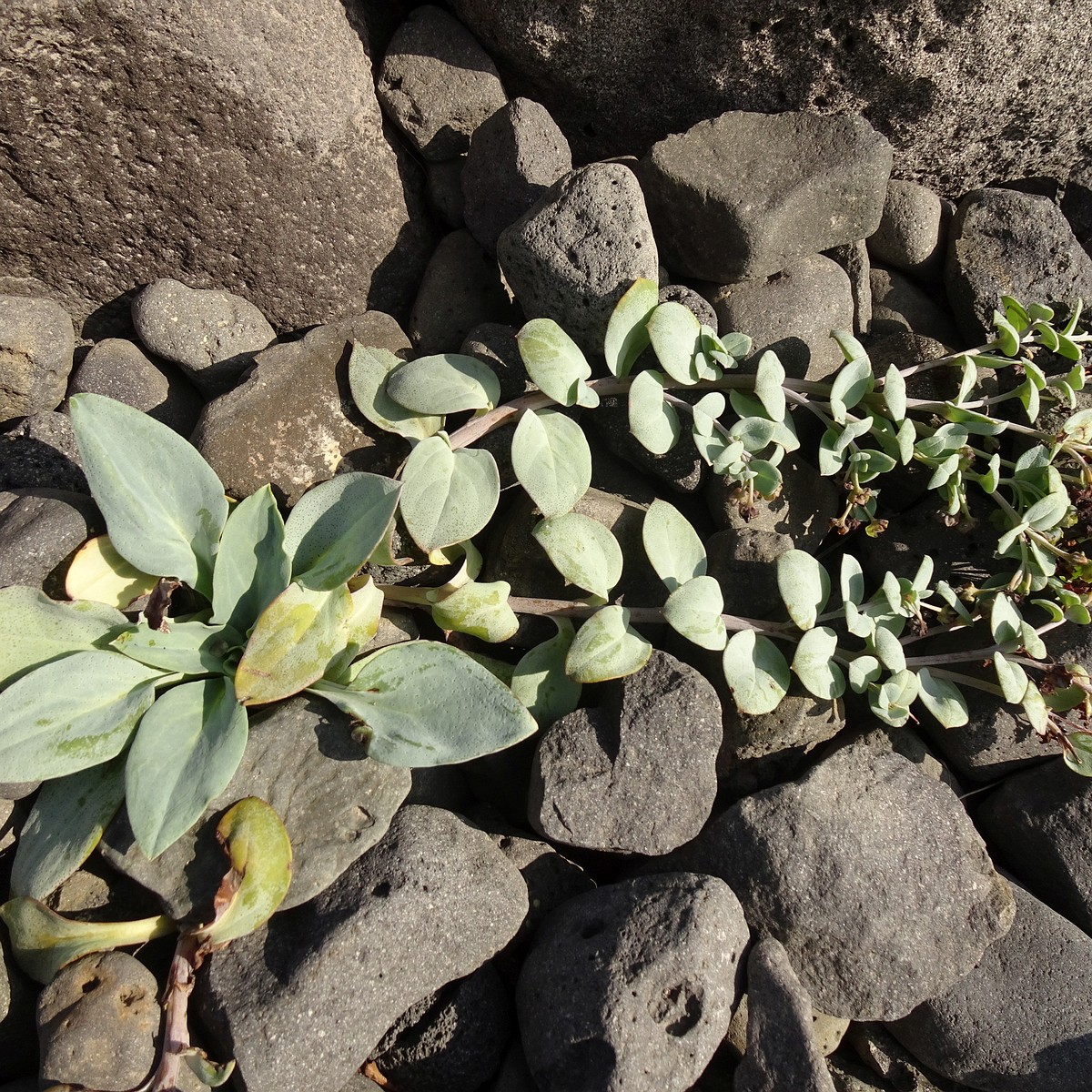 Mertensia maritima 24-Jul-19 _ 11_04_14