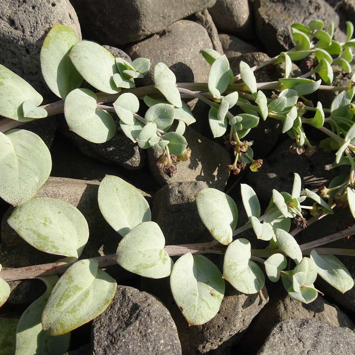 Mertensia maritima 24-Jul-19 _ 11_04_18