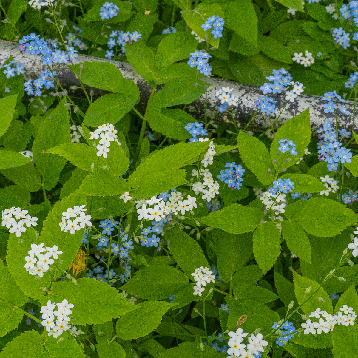 lueganuse_cemetery-303274